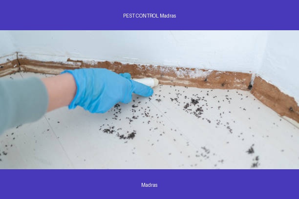 PEST CONTROL Madras